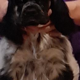 Cocker Spaniel Puppies from Sugar B's Cocker Spaniels