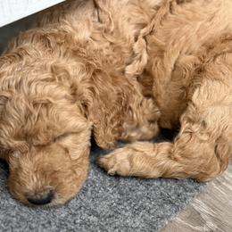 Poodle Puppies from Solstice Standards