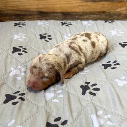 Liberty - Dapple female Dachshund puppy in Marvell, Arkansas from Hat Creek Kennel