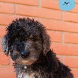 Aussiedoodle and Goldendoodle Puppies from Ever After Doodles Arizona