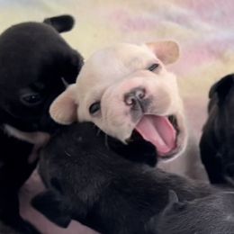 French Bulldog Puppies from D’s Frenchies
