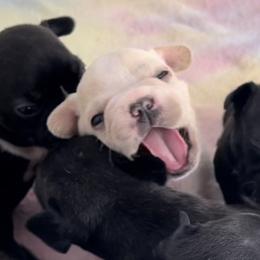 French Bulldog Puppies from D’s Frenchies