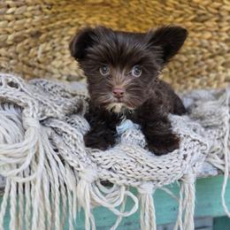 Ren - Chocolate, tan and white female Yorkshire Terrier puppy in Mountain Grove, Missouri from Precious Puppies