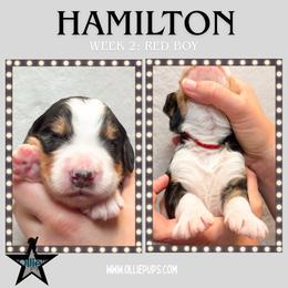 Hamilton (Red collar) - Tri-color male Bernedoodle puppy in Boiling Springs, South Carolina from OlliePups, LLC