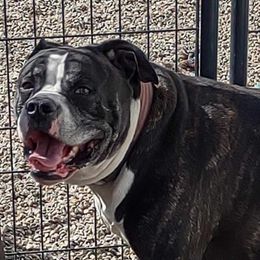 Oggy - American Bulldog