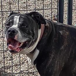 Oggy - American Bulldog