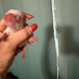 Waluigi - White female Chihuahua puppy in Dime Box, Texas from Color Me Crazy Chihuahuas