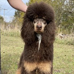 Coco Chanel - Poodle
