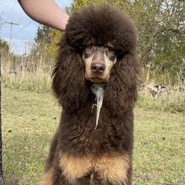 Coco Chanel - Poodle