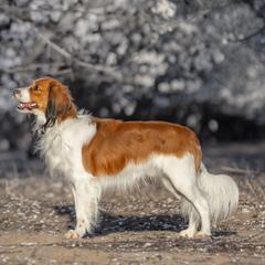 Paxton - Nederlandse Kooikerhondje