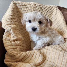 Maltipoo Puppies from Meadowlark Maltipoos
