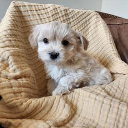 Maltipoo Puppies from Meadowlark Maltipoos