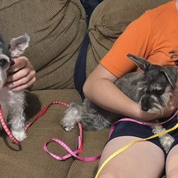 Miniature Schnauzers from Suncoast Miniature Schnauzers