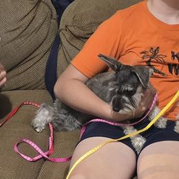 Miniature Schnauzers from Suncoast Miniature Schnauzers