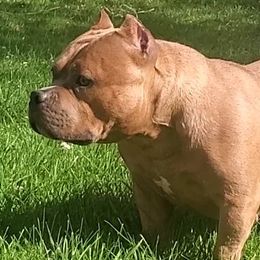 American Bullies from Battle Bullies