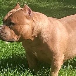 American Bullies from Battle Bullies