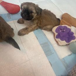 Baby boy 1 - Gold male Shih Tzu puppy in Cordova, Maryland from Harlequins Shih Tzu