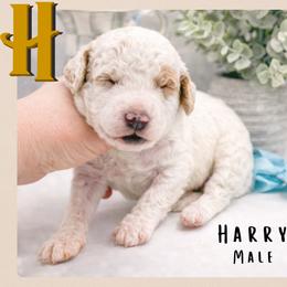 Harry - Parti male Goldendoodle puppy in Hilton, New York from The House of Goldendoodle