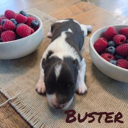 Beau - Parti male Miniature Schnauzer puppy in Clemmons, North Carolina from Schnauzer Snobs