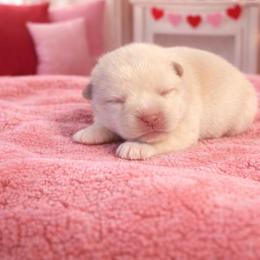 Jet - Cream male Shiba Inu puppy in Illinois from Precious-Puppies