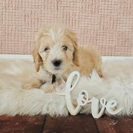 Benji - Cream male Goldendoodle puppy in Guthrie, Oklahoma from Edmond Doodles, LLC