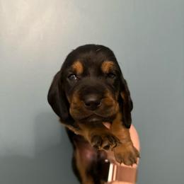 Professor Severus Snape - Black tan and white male Basset Hound puppy in Leroy, Michigan from Iron Sentry Farms
