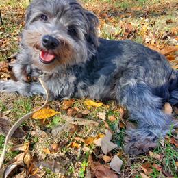 Sadie - Schnoodle