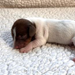 Girl 2 - Piebald female Dachshund puppy in Hollidaysburg, Pennsylvania from Weenie Bros