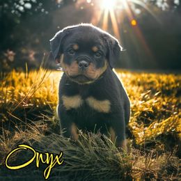 Rottweiler and Toy Shetland Sheepdog Puppies from Mountain High Kennels