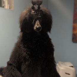 Ember - Poodle