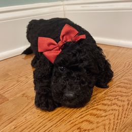 Goldendoodle Puppies from Southern Darling Doodles