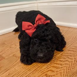 Goldendoodle Puppies from Southern Darling Doodles