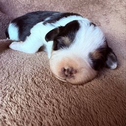 Percy - Black tri-color male Aussiedoodle puppy in Maysville, Missouri from Mini AussieDoodles on Meadow Lane