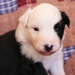 Pringles - Black tri-color female Australian Shepherd puppy in Laurel, Mississippi from Reeves Australian Shepherds