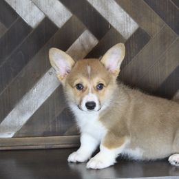 Pembroke Welsh Corgi Puppies from Elderwood Farms