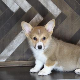 Pembroke Welsh Corgi Puppies from Elderwood Farms