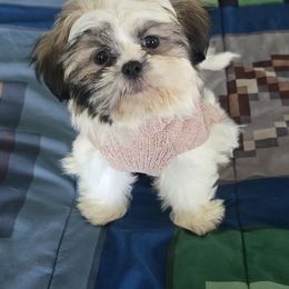 Mya - Brindle female Shih Tzu puppy in Stroudsburg, Pennsylvania from Puppyville Pa Shih Tzu & frenchies