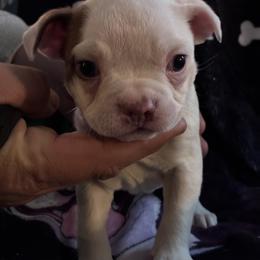 Gaston - Seal and white male Boston Terrier puppy in Pierceton, Indiana from Deb's Boston Terriers