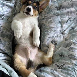 Pembroke Welsh Corgi Puppies from G & H Corgis