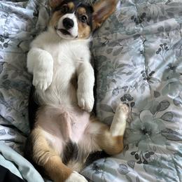 Pembroke Welsh Corgi Puppies from G & H Corgis