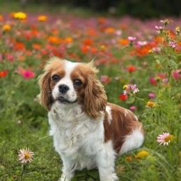 Winston - Cavalier King Charles Spaniel