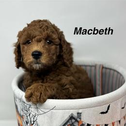 MacBeth - Red  male Goldendoodle puppy in Danville, Virginia from Stella’s Stunning Goldendoodles of VA