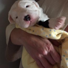 Old English Sheepdog Puppies from Orleans Old English Sheepdogs