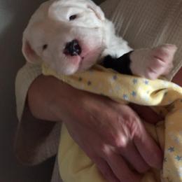 Old English Sheepdog Puppies from Orleans Old English Sheepdogs