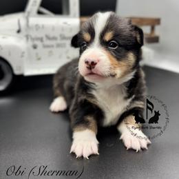 Sherman with tail - Black and tan male Pembroke Welsh Corgi puppy in Casper, Wyoming from Flying Note Shorties