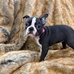 Baby P - Black brindle and white female Boston Terrier puppy in Redlands, California from Off The Hook Boston Buddies