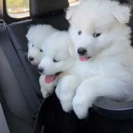 Samoyed Puppies from Southern Roux Samoyeds