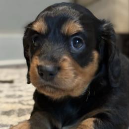 Muffin - Black and tan female Dachshund puppy in Massies Mill, Virginia from Pigeon Hill Dachshunds