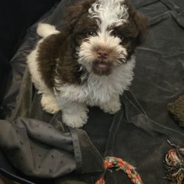 Boy 2 - Chocolate male Havanese puppy in Columbus, Ohio from Havanese Puppies Columbus