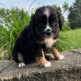 Bingo - Black tri female Miniature Australian Shepherd puppy in Dalbo, Minnesota from JW Ranch Aussies